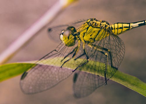 蜻蜓的特写摄影 · 免费素材图片