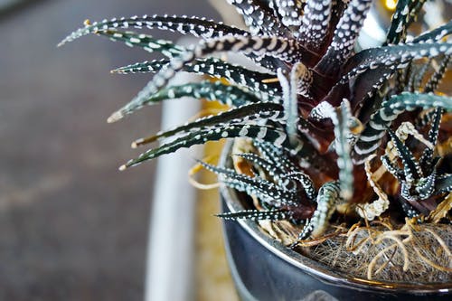 绿色斑马仙人掌植物的特写照片 · 免费素材图片