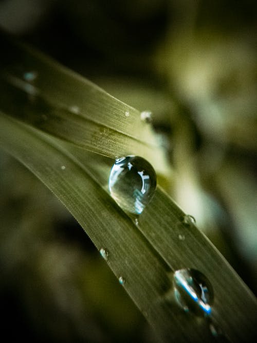 一片叶子上的水滴的照片 · 免费素材图片