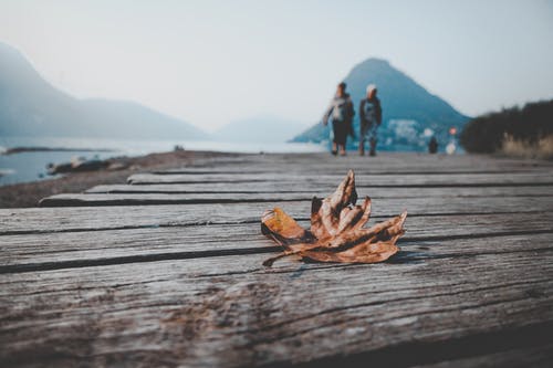 干叶的特写照片 · 免费素材图片