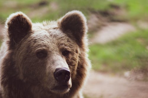 棕熊浅焦点摄影 · 免费素材图片
