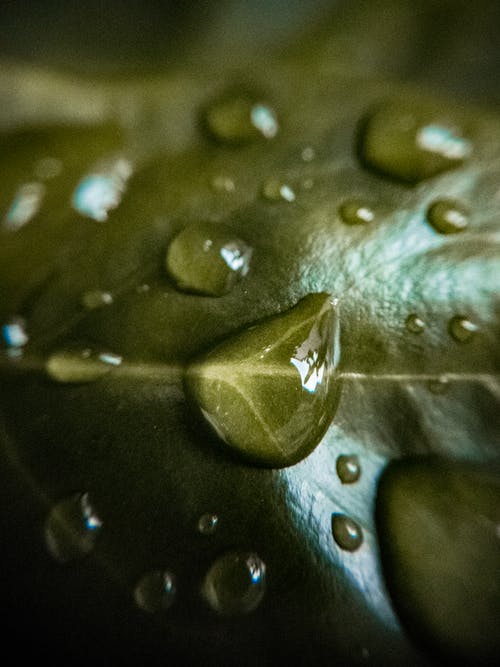 叶上的水的微距摄影 · 免费素材图片