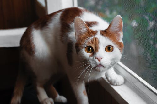 窗口上的橙色和白色的猫 · 免费素材图片