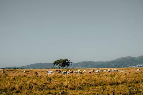牛群在草地上 · 免费素材图片