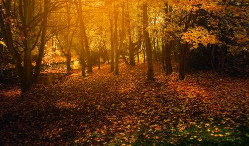 躺在地上的干树叶的照片 · 免费素材图片