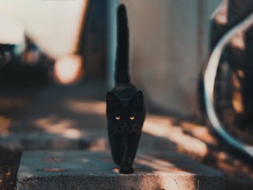黑猫走在路上 · 免费素材图片