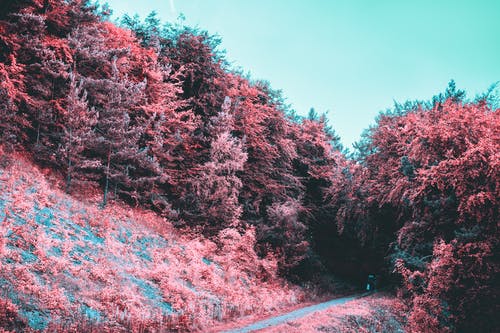 粉色叶子的树 · 免费素材图片