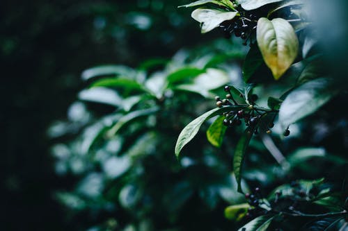 绿叶的树 · 免费素材图片