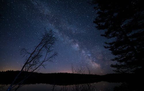 繁星点点的夜晚的树木 · 免费素材图片
