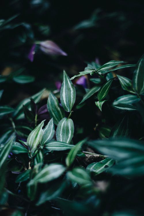 绿叶植物的特写照片 · 免费素材图片