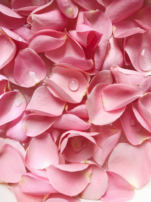 粉色花瓣 · 免费素材图片