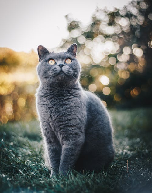 英国短毛猫坐在草地上的照片 · 免费素材图片