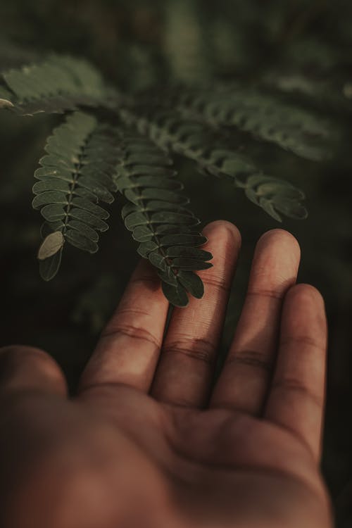 人接触绿叶植物的选择性聚焦摄影 · 免费素材图片
