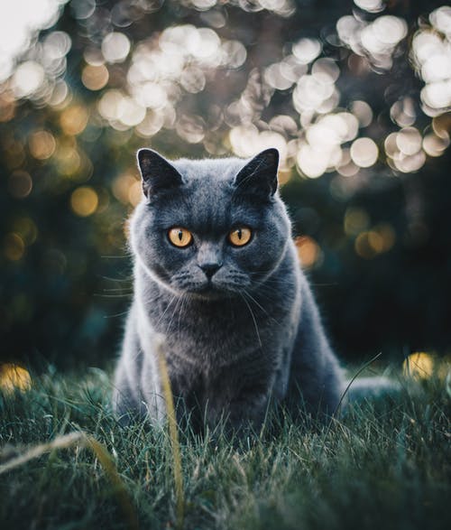 选择性聚焦照片的灰猫 · 免费素材图片