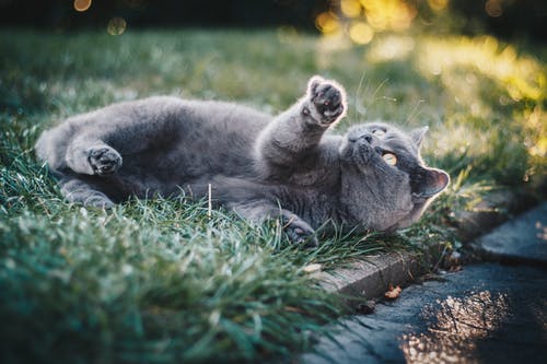 在绿色草地上的短毛灰猫 · 免费素材图片