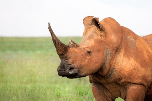 布朗犀牛 · 免费素材图片