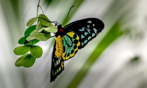 凯恩斯birdwing蝴蝶栖息在选择性聚焦摄影的绿色叶子上 · 免费素材图片