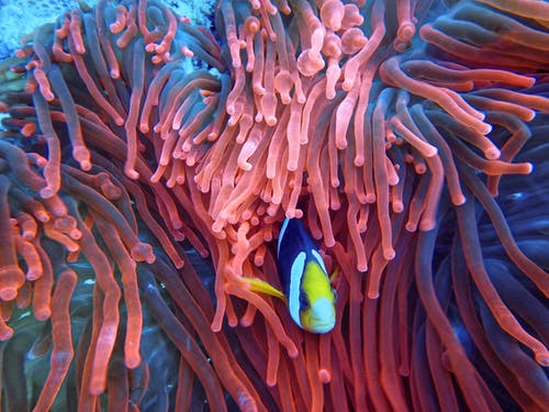 一条鱼在珊瑚上的照片 · 免费素材图片
