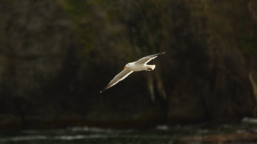 海鸥飞 · 免费素材图片