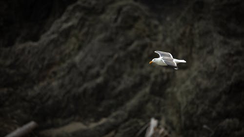 鸟的浅焦点摄影 · 免费素材图片