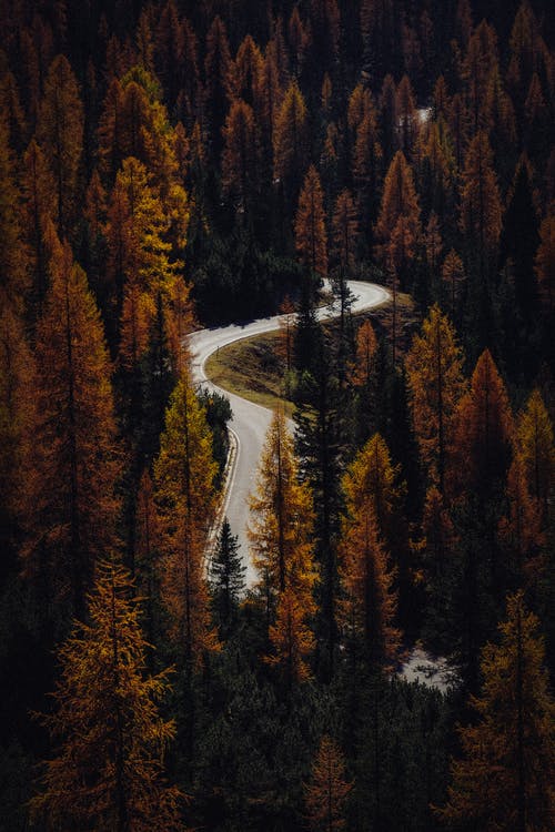 棕树之间的柏油路 · 免费素材图片