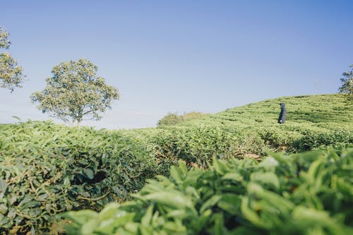 绿色植物覆盖地形 · 免费素材图片