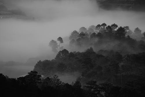 树木的灰度摄影 · 免费素材图片