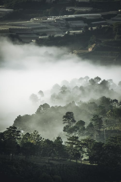 树木覆盖着雾 · 免费素材图片