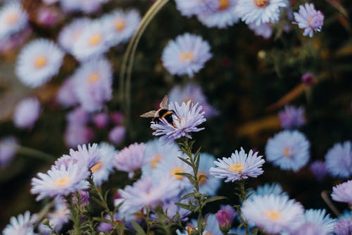 白菊花与蜜蜂 · 免费素材图片