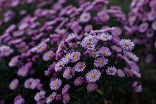 紫色紫ster花的特写照片 · 免费素材图片