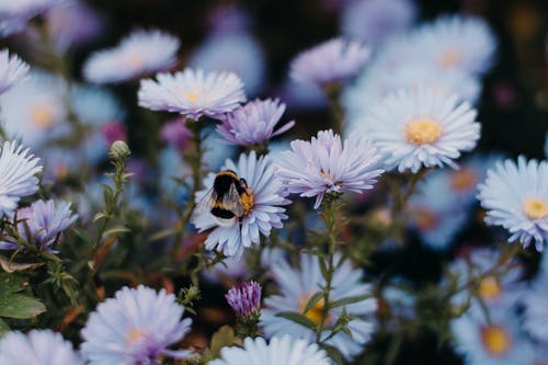 蓝色雏菊花 · 免费素材图片