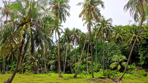 椰子树 · 免费素材图片