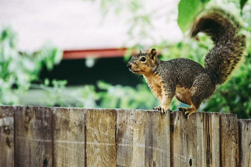 棕色的木栅栏上的灰松鼠 · 免费素材图片