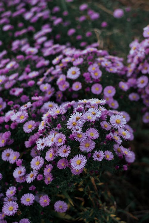 紫色花瓣花的倾斜移位照片 · 免费素材图片