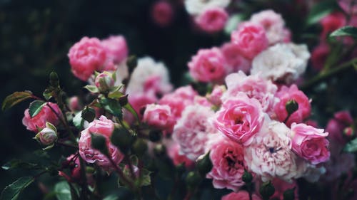 粉红玫瑰花朵 · 免费素材图片