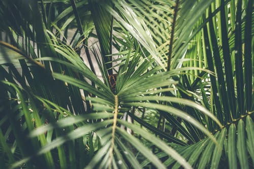 棕榈植物的特写照片 · 免费素材图片