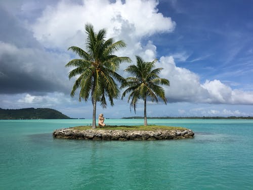岛上种植的椰子树 · 免费素材图片