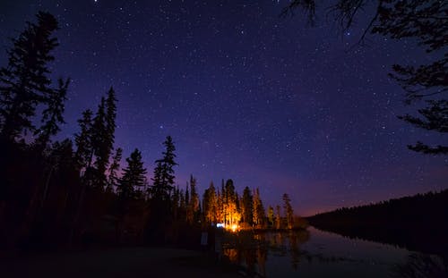 繁星点点的夜空下的松树 · 免费素材图片