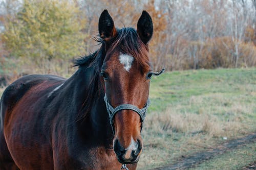 匹棕色的马的特写照片 · 免费素材图片