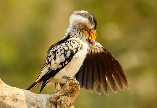 白鸟和黑鸟栖息的选择性聚焦摄影 · 免费素材图片