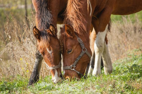 饲喂草的两个棕色马 · 免费素材图片