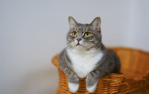 棕色编织篮中的白色和灰色猫 · 免费素材图片