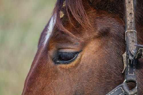 匹棕色的马的特写摄影 · 免费素材图片