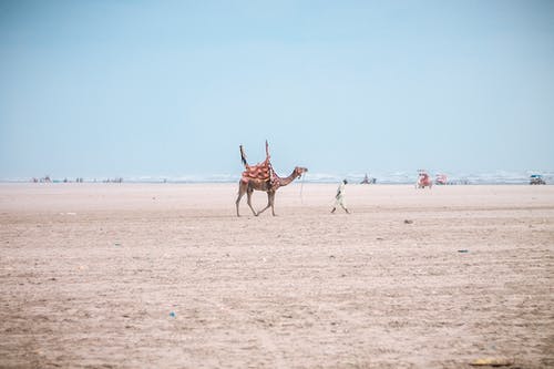 棕色骆驼跟随男人在蓝蓝的天空下 · 免费素材图片