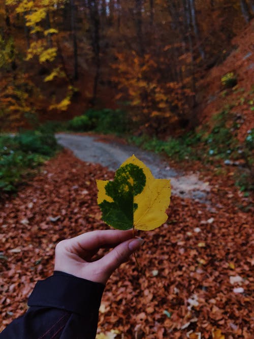 人拿着绿色和黄色的叶子 · 免费素材图片