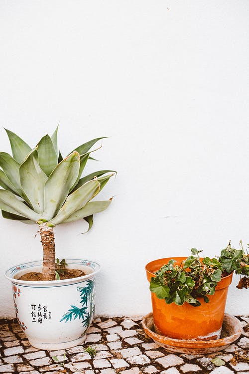 绿叶植物 · 免费素材图片