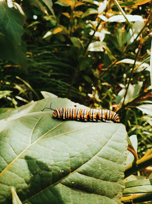 帝王毛毛虫在叶子上的特写摄影 · 免费素材图片