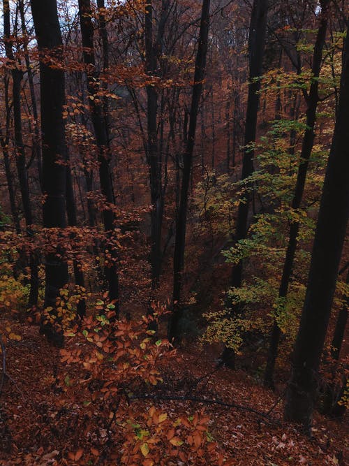 绿叶树木的棕色茎 · 免费素材图片