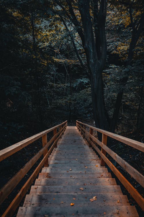 在森林里的木制楼梯的照片 · 免费素材图片