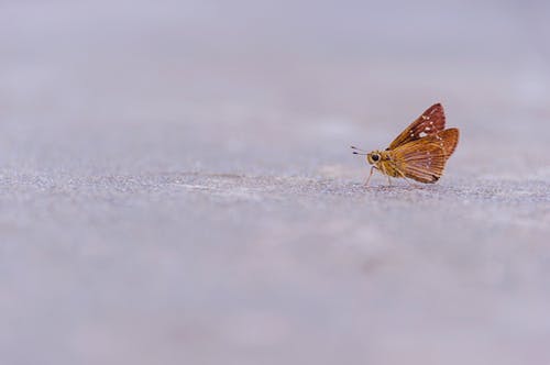 地面上的棕色蝴蝶 · 免费素材图片